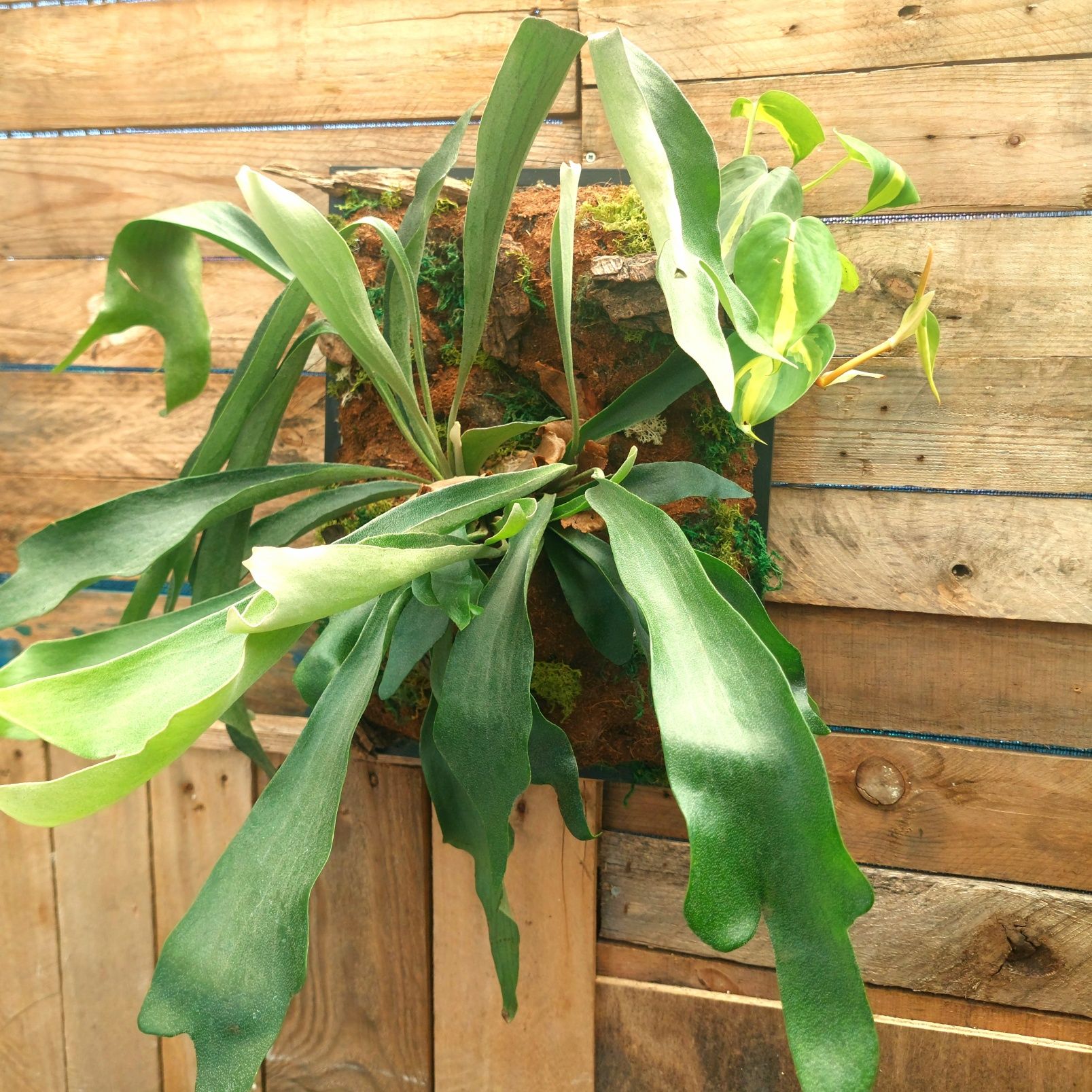 Quadro vivo com plantas naturais