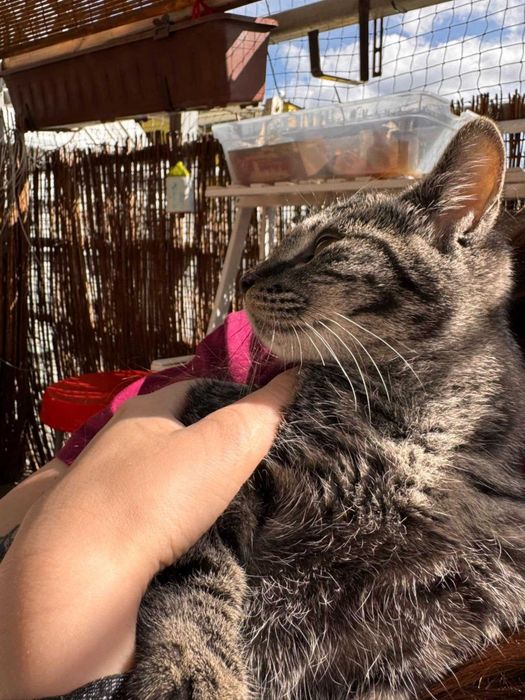 Burasek na A do adopcji