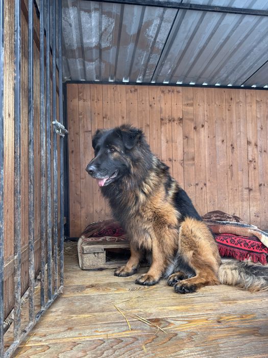 Pies w typie ON szuka domu