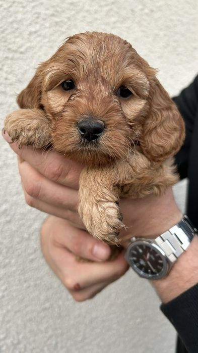 Собаки Кокапу шукають люблячу сімʼю , потішні, веселі, грайливі та ніж