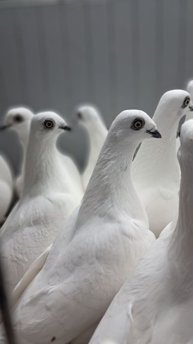 Bociany budapesztańskie