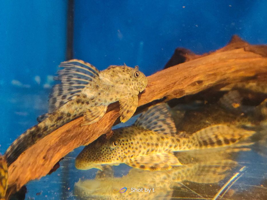 Glonojad, Zbrojnik L116