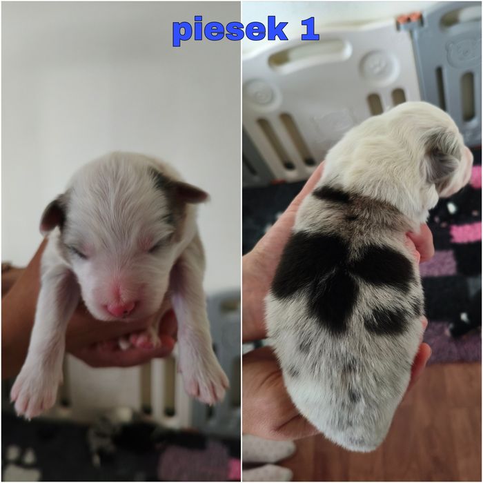 Border Collie ZKwP/FCI - piesek czarno- biały