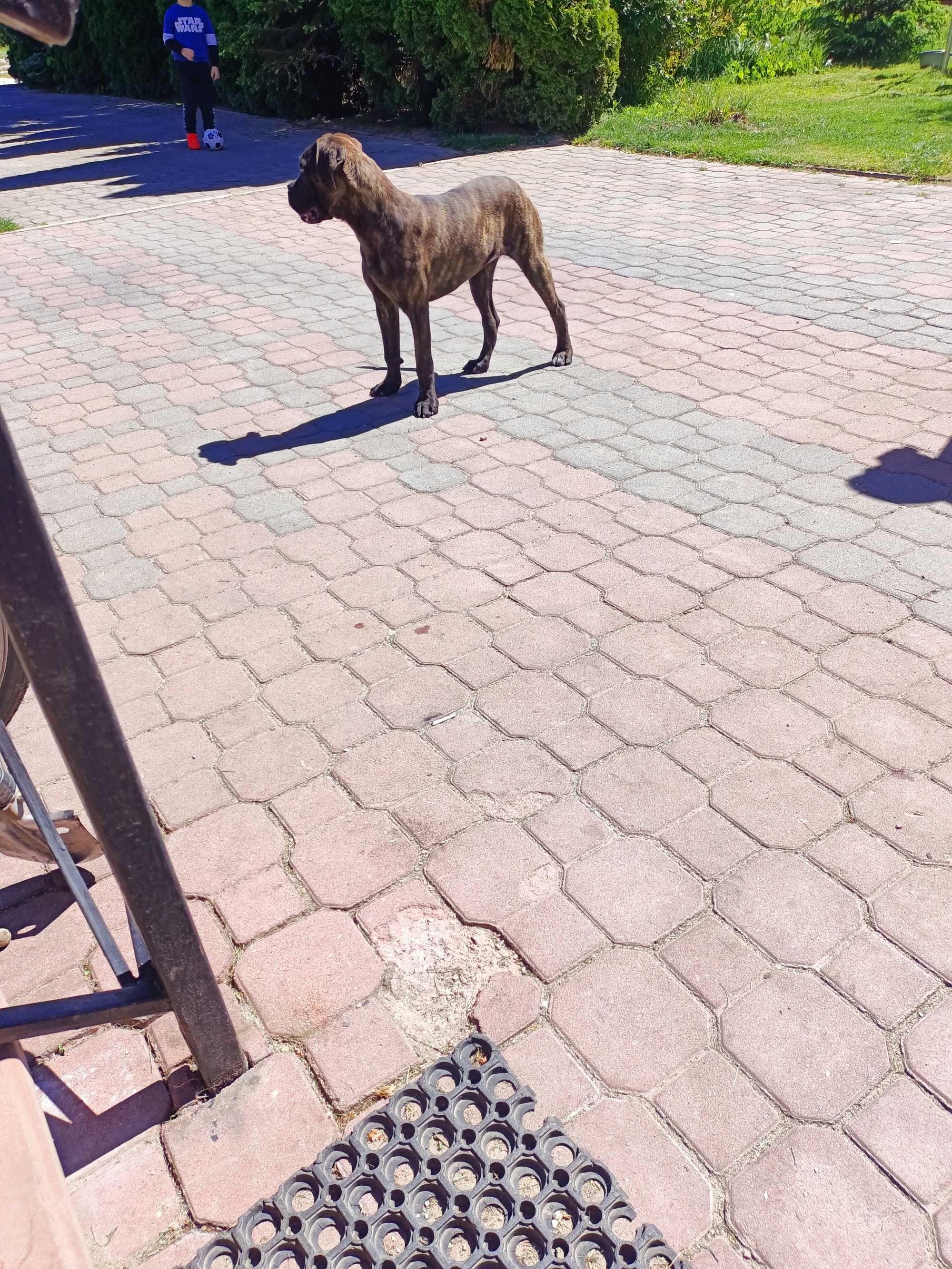 Suczka Cane Corso