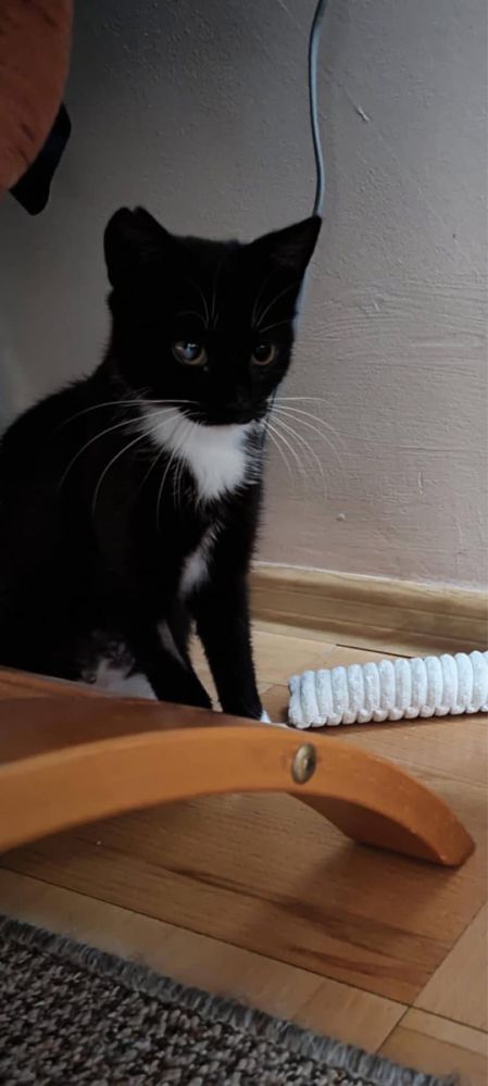Kotka Melisa do adopcji