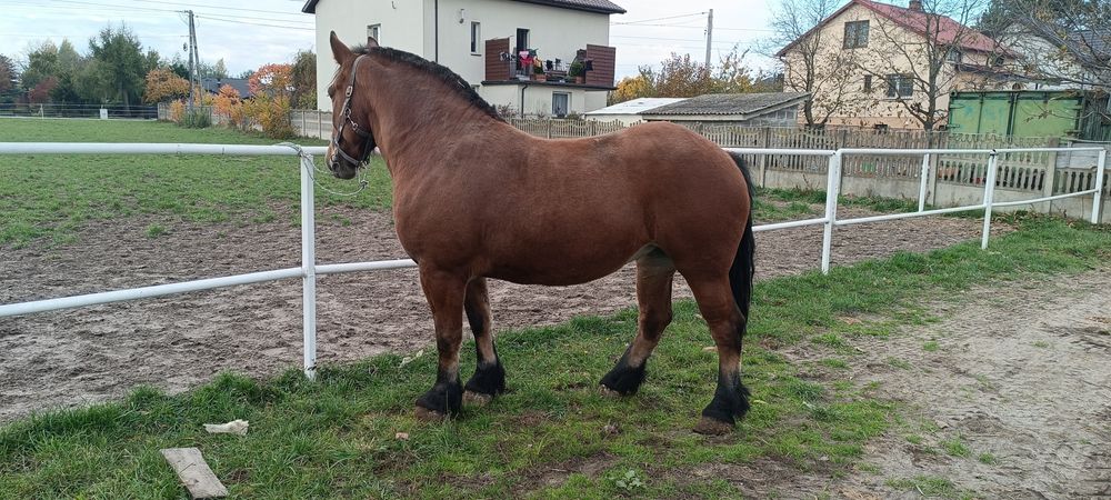 Klacz zimnokrwista księga główna