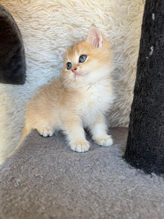 Macho British golden shorthair