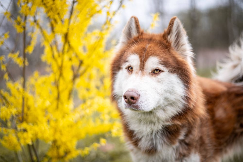 Rocky piękny husky/malamute szuka domu