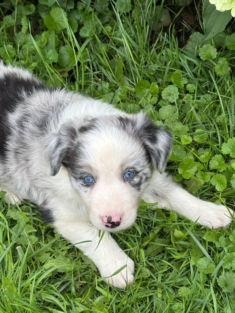 Border Collie - piesek blue merle