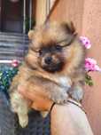 Pomeranian szpic miniaturowy suczka Megi