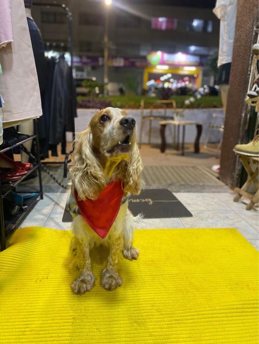 Pet Walking no Porto – Passeios com Carinho, Segurança e Atenção