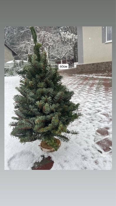 Плетені живі ялинки