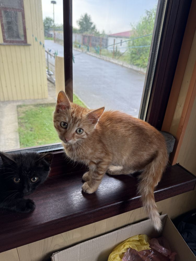 Котики,безкоштовно