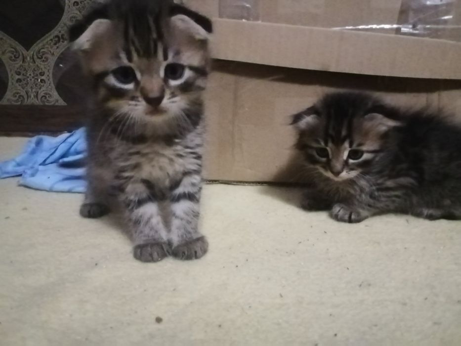 Віддам кошенят, котиків