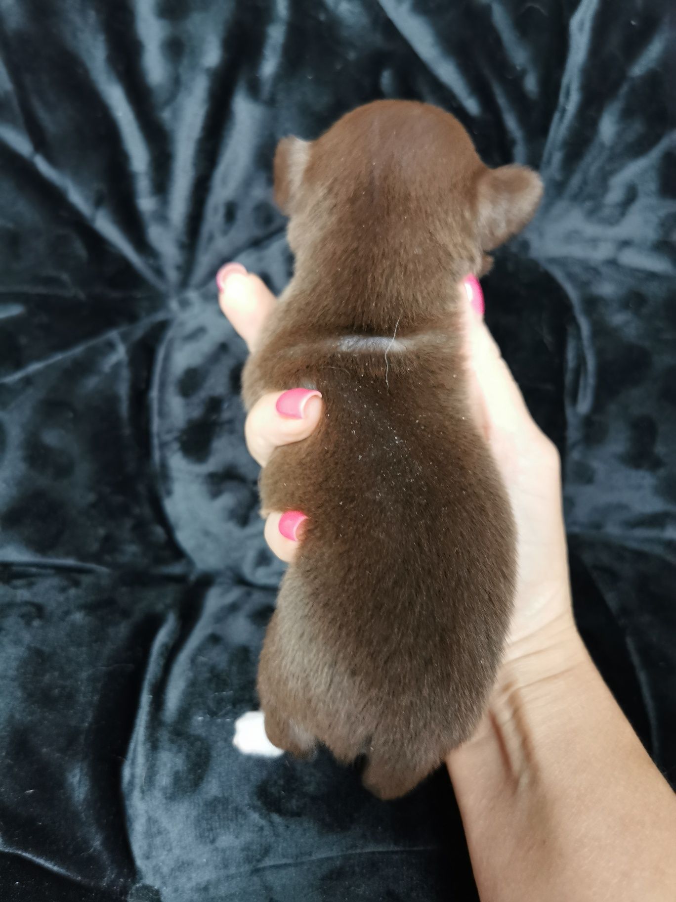 Czekoladowy chłopiec chihuahua