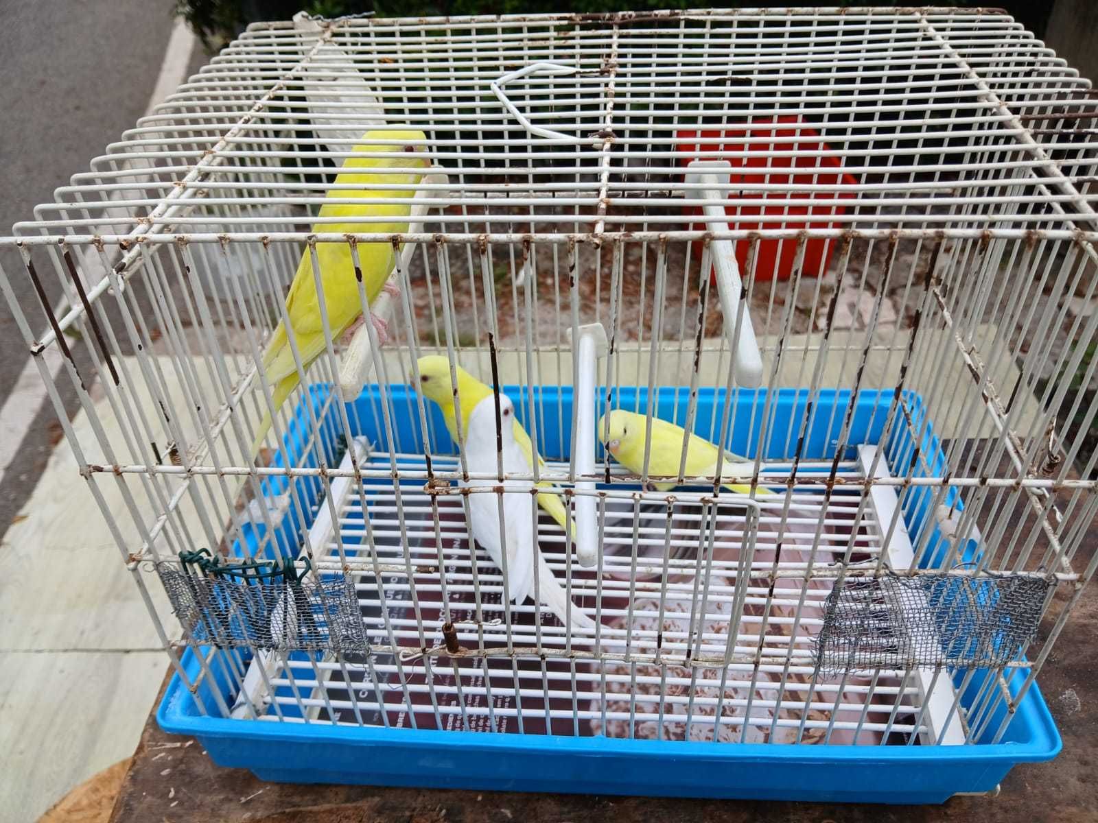Periquitos Lutinos e Albinos