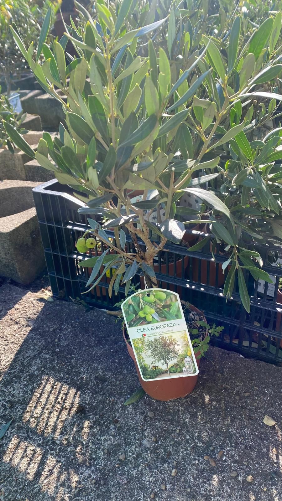 Oliveira (Olea Europaea)