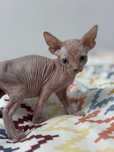 Sphynx disponivel para entrega