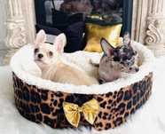 Chihuahua szczenie