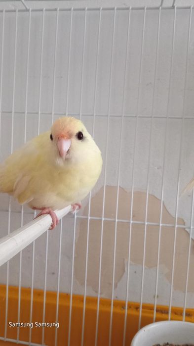 Kakariki de cor creme