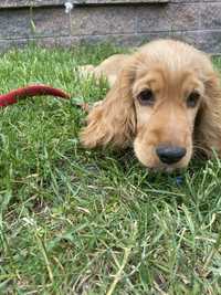 Oddam szczeniaczka cocker spaniel