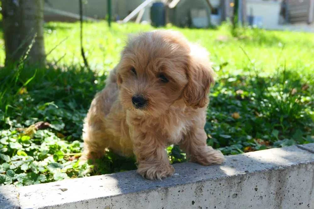Maltipoo disponível