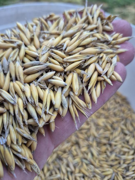 Owies jary worek 40 kg