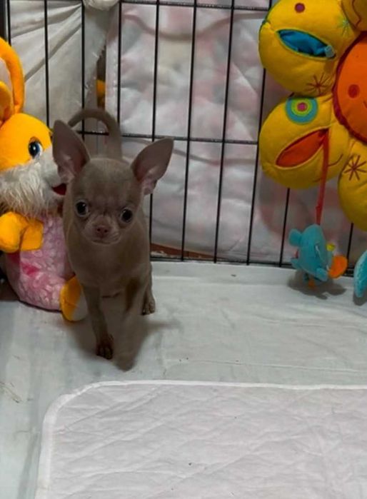 Лілова дівчинка, документи КСУ.