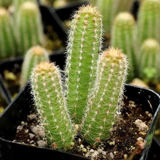 агроперлит,перліт,утеплення фасаду,агроперлит оптом,агроперліт гуртом