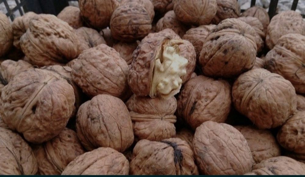 10 kg orzechy włoskie całe tegoroczne eko 10 kg