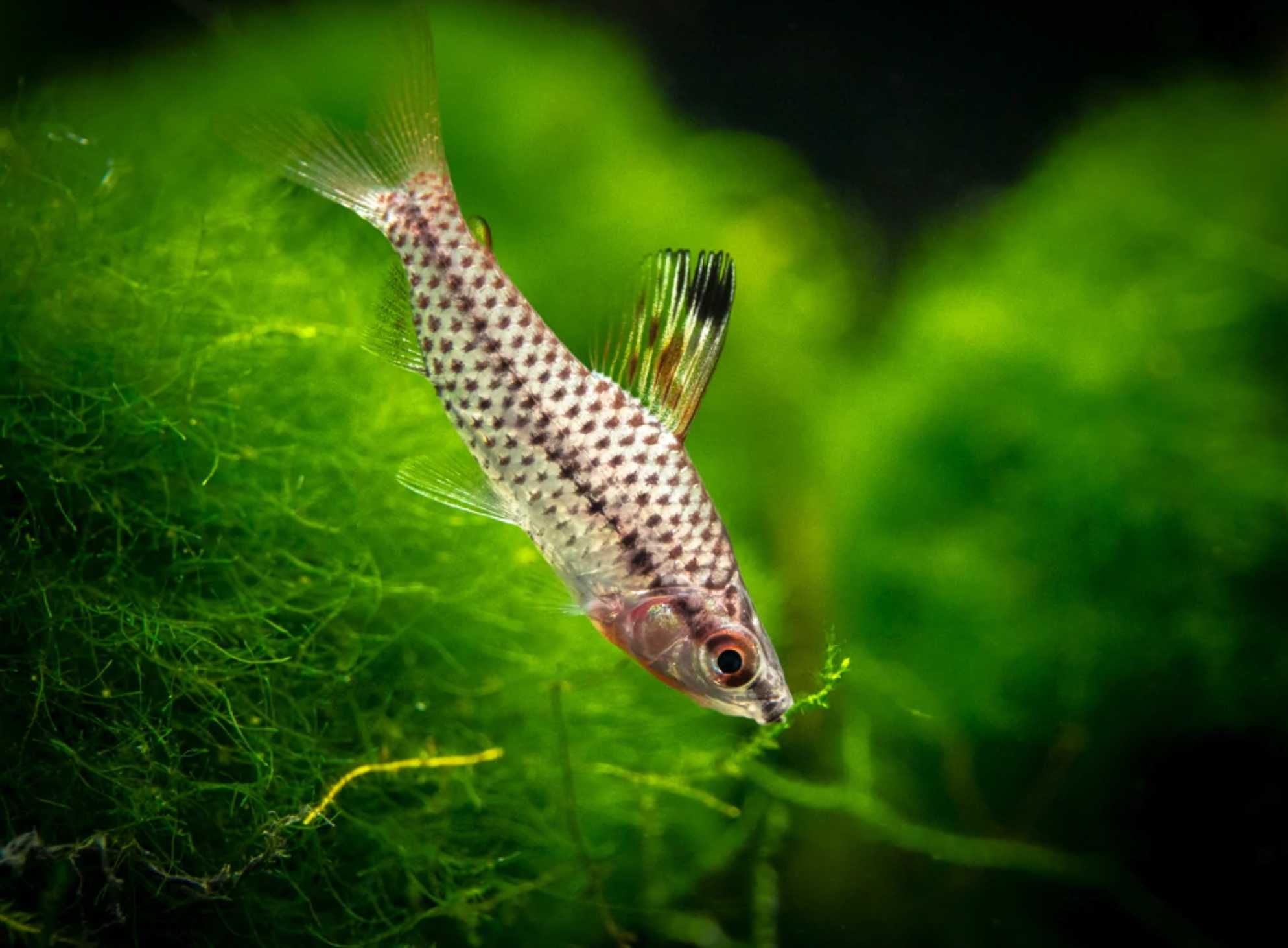 Stojaczek punktowany - Chilodus punctatus - dowóz, wysyłka