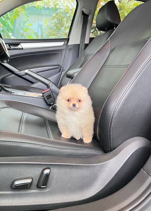 Померанский шпиц — настоящая леди в поисках семьи