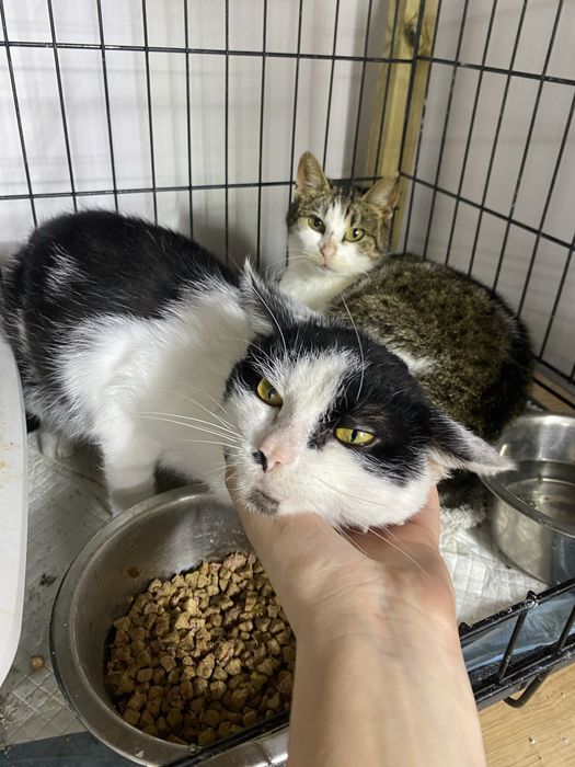 Piękny, radosny i kontaktowy kocurek do przygarnięcia