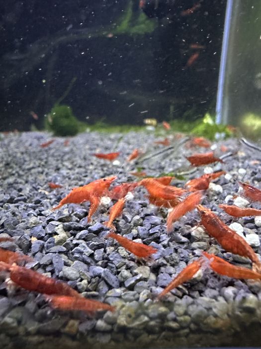 Neocaridinas red Fire