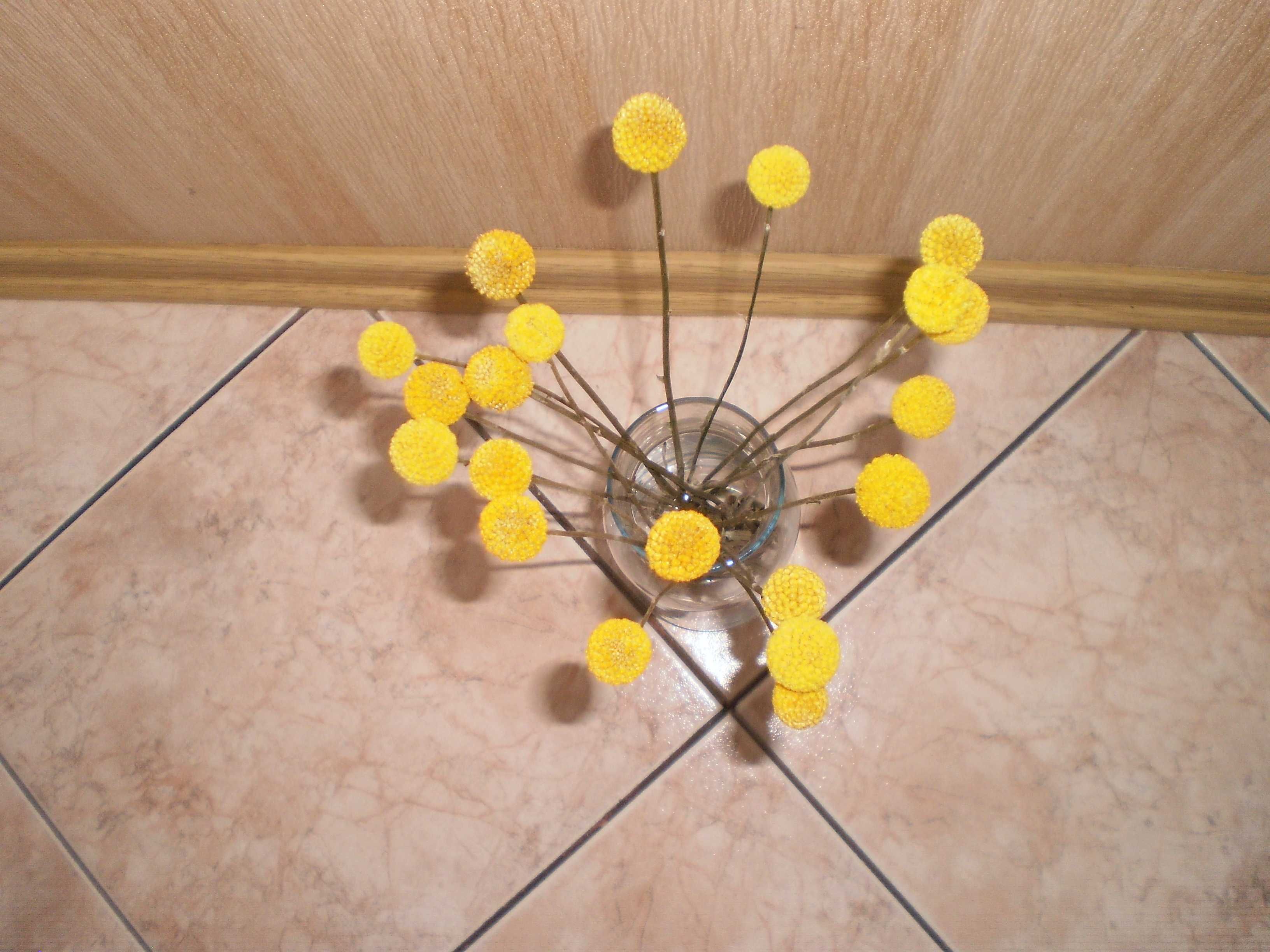 kwiaty suszone kraspedia żółta