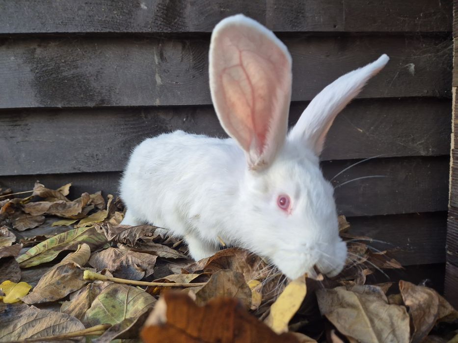 Sprzedam białego samczyka