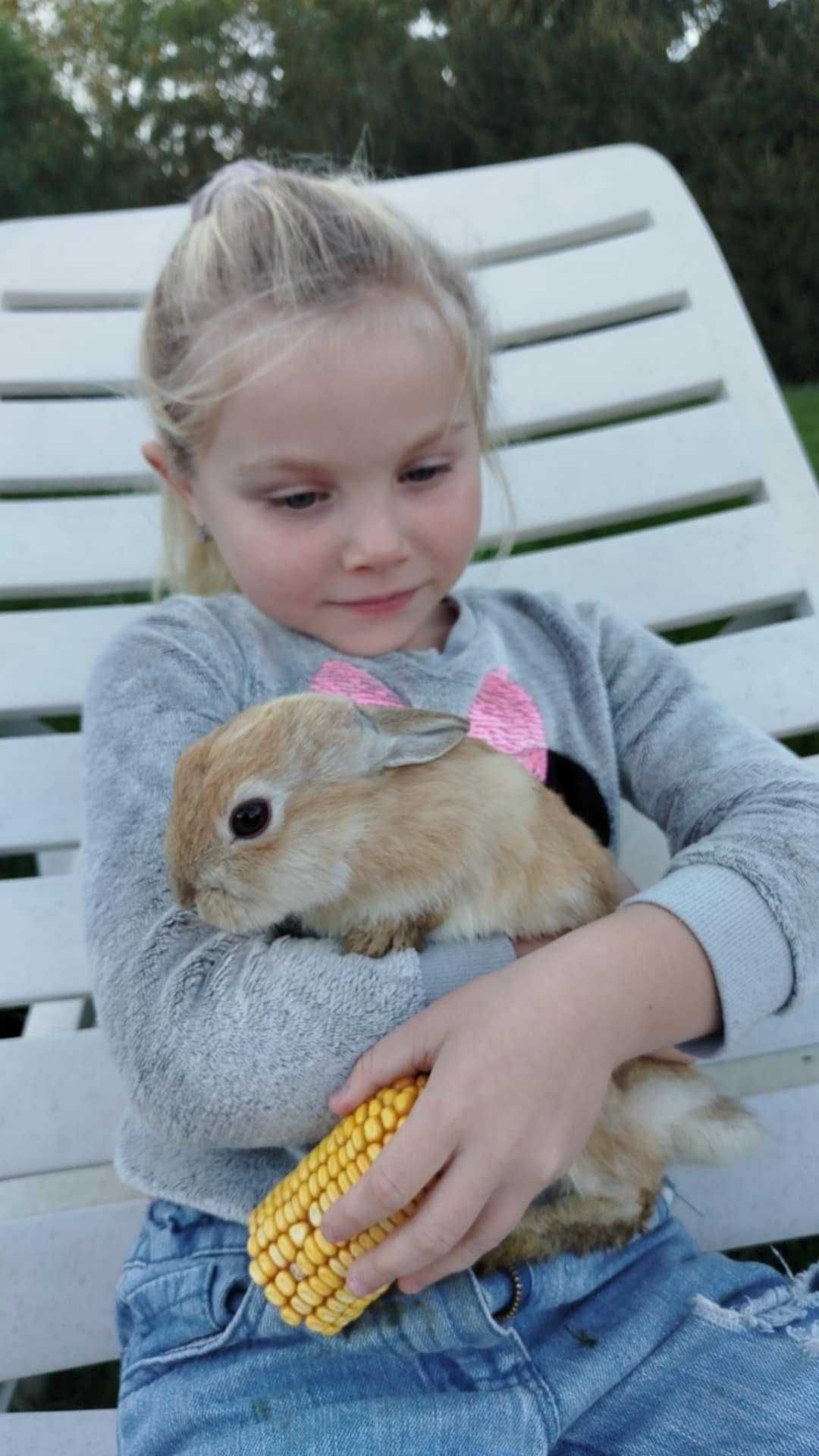 Królik króliczek Miniaturka samiec samczyk
