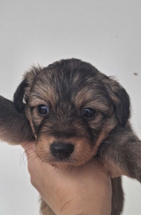 Cachorrinhos para adopção responsável
