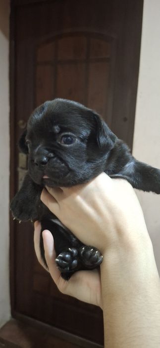 Милі слухняні дітки  чекають на  люблячих,відповідальних господарів