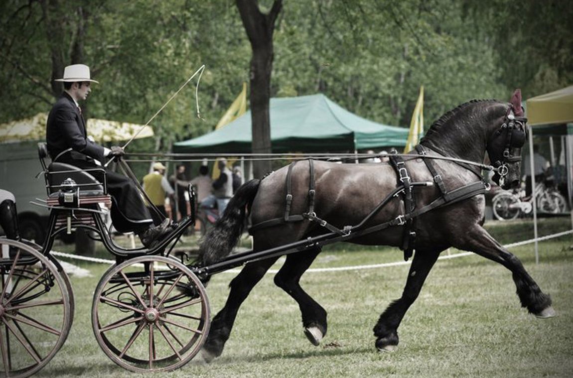 Arreios de Atrelagem "WEBTECH" IDEAL EQUESTRIAN - NOVOS