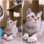 Шотландський котик чекає на вас