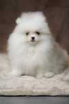 Pomeranian piesek biały