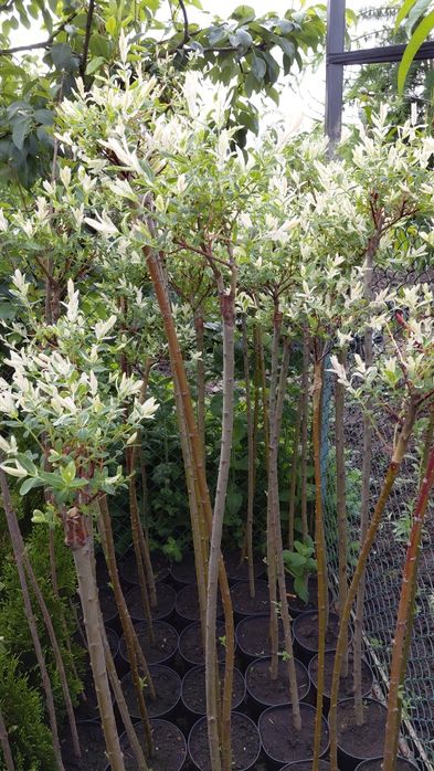 Верба японьска "Хакуро нішикі" на штамбі. Висота штамбу 135 - 150см.