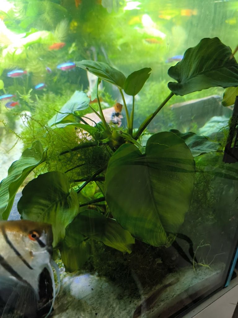 Anubias do akwarium
