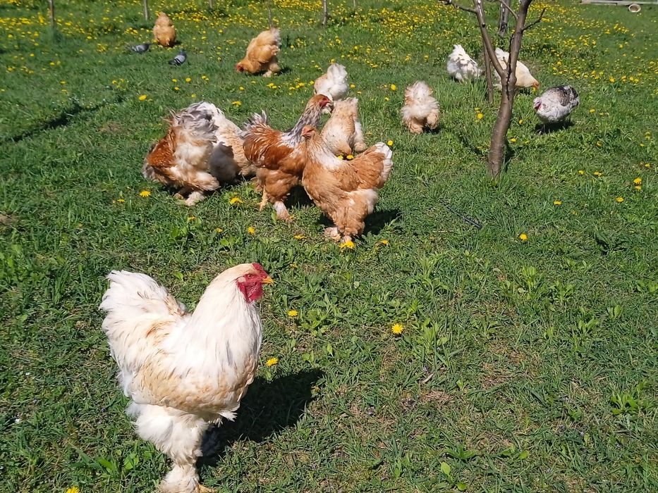 Продам сім'ю Брама лимон