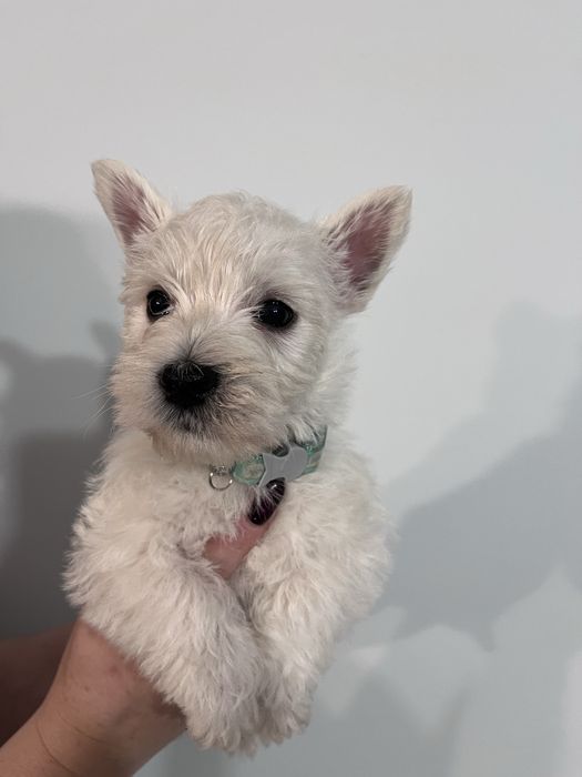 West highland white terrier