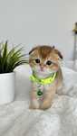 Kotek złoty krótkowłosy. Scottish fold. Do rezerwacji