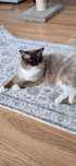 kot Ragdoll pohodowlany