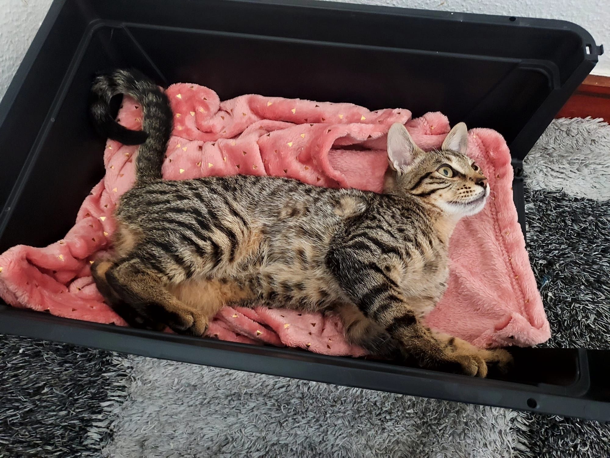 Gatinha 3 meses para adoção - RESERVADA