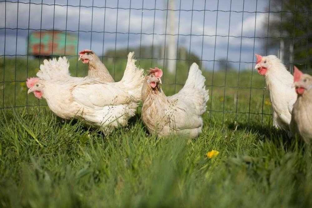 Kurki nioski Tetra tintet na jajko